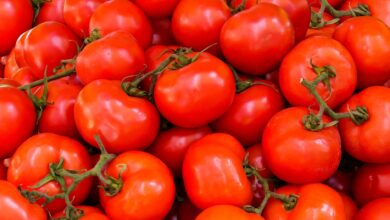 فوائد الطماطم الصحية